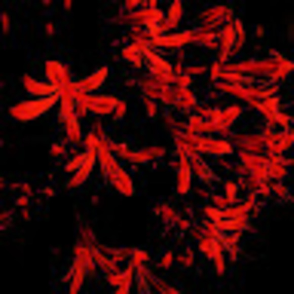 Meet your Posher, Ashia - Picture 1 of 1